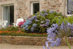 Agapanthes et hortensias