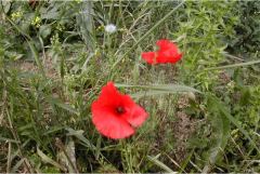 La fleur de coquelicot